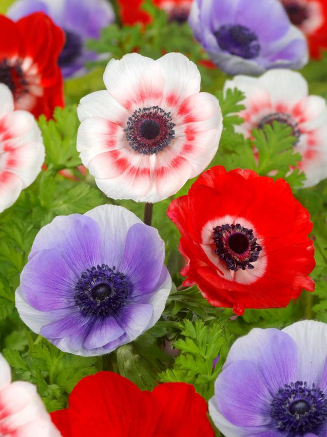Anemone De caen mischung coronaria
