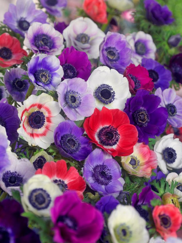 Anemone 'De Caen Mischung Coronaria' - 100 Stück