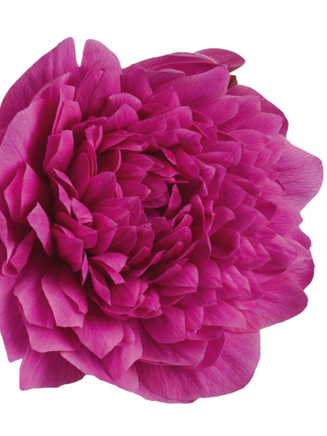 Anemone Levante fucsia double