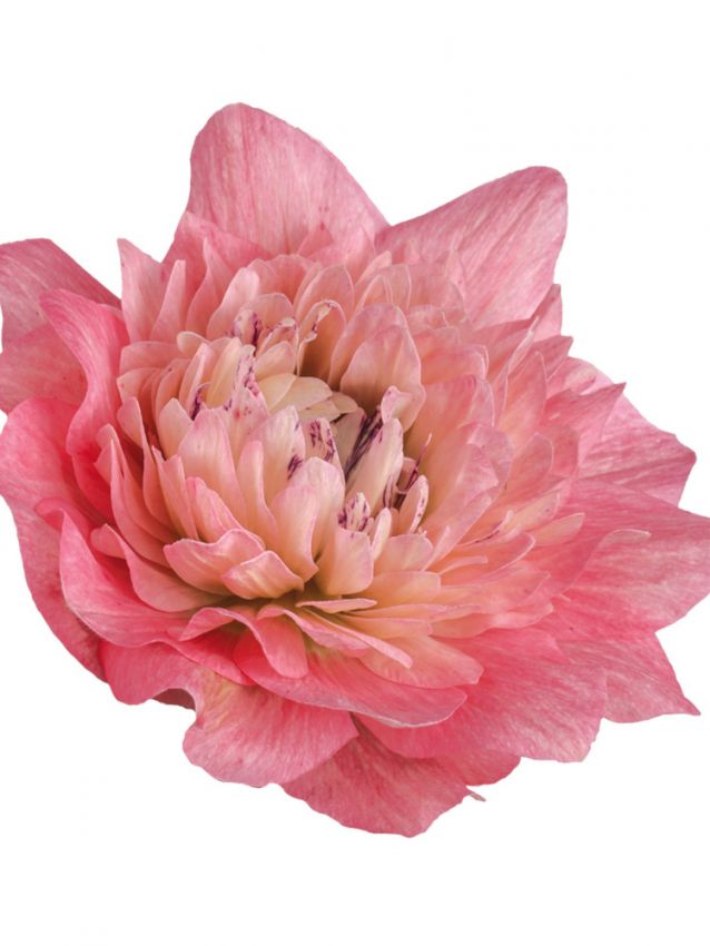 Anemone Levante rosa double