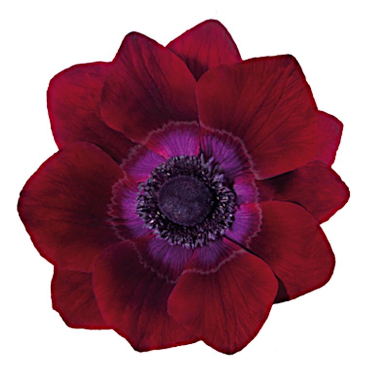 Anemone 'Mistral Bordeaux' - 12 Stück