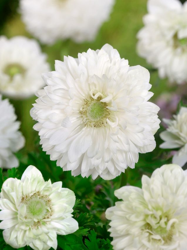 Anemone Mount everest st. brigid