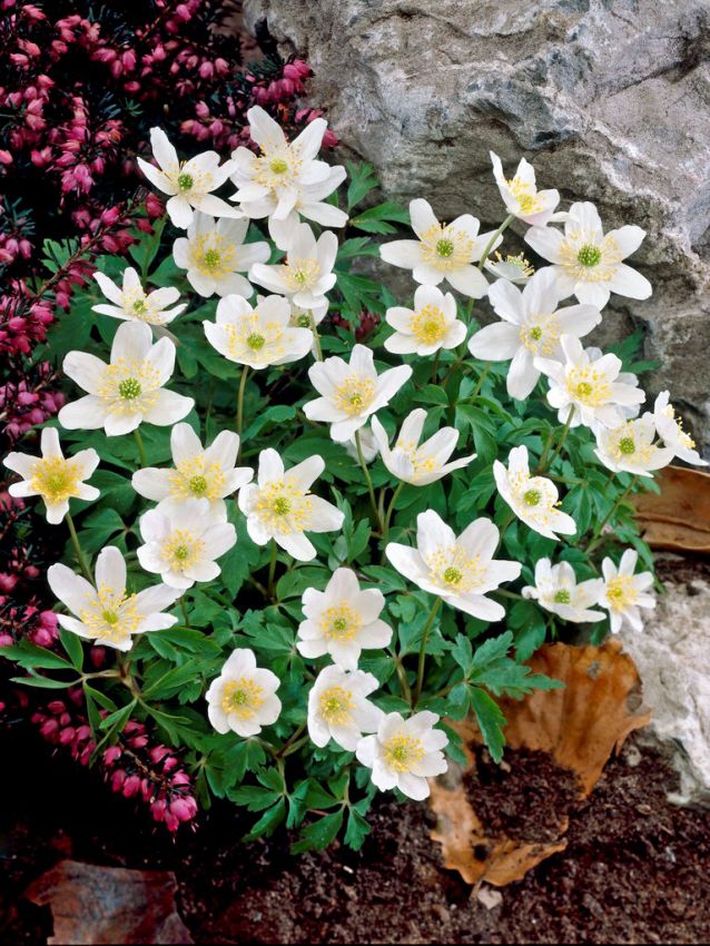 Anemonen Nemorosa weiss