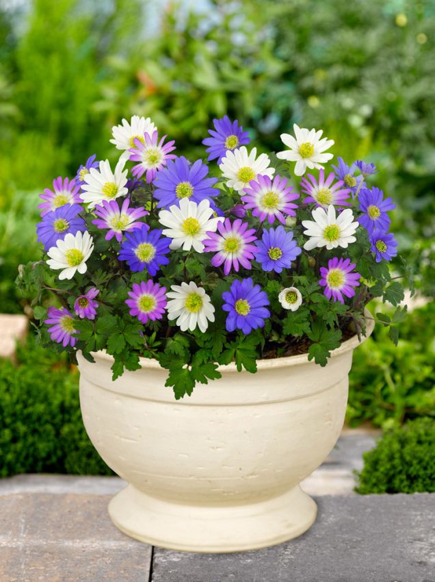 Anemone 'Blanda Mischung' - 100 Stück