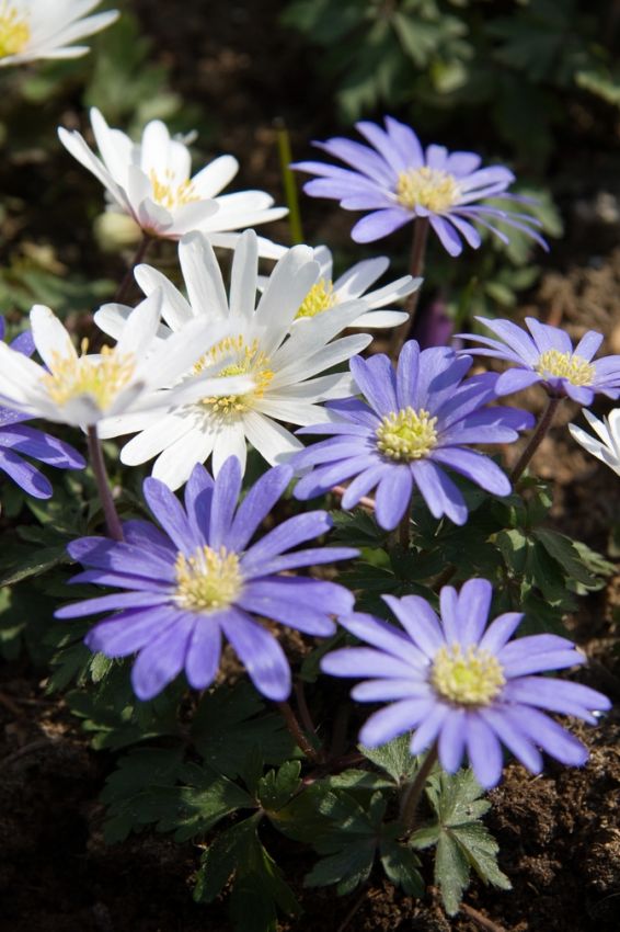 Anemone 'Blanda Mischung' - 100 Stück