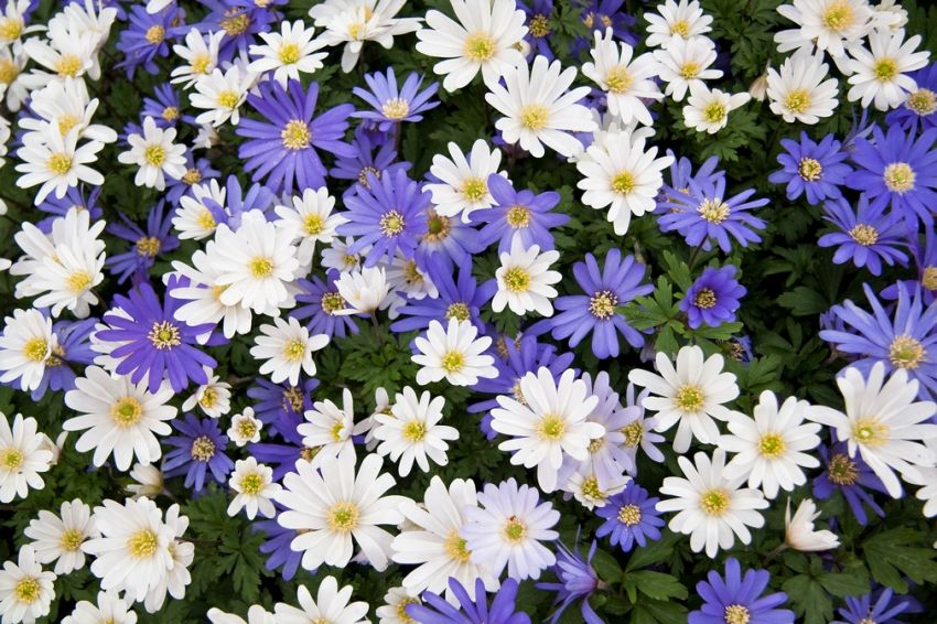 Anemone 'Blanda Mischung' - 100 Stück