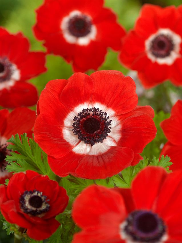 Anemone Hollandia coronaria