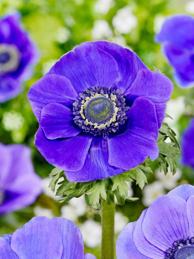 Anemone Mr. fokker coronaria