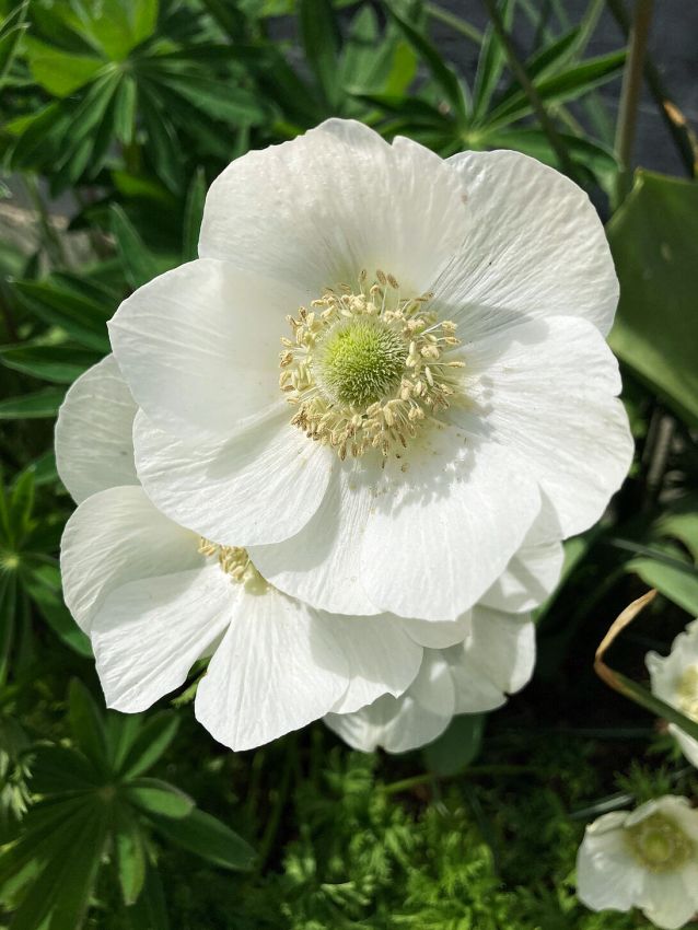 Anemone The bride coronaria