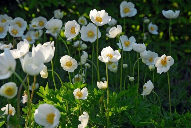 Anemone 'The Bride Coronaria' - 100 Stück