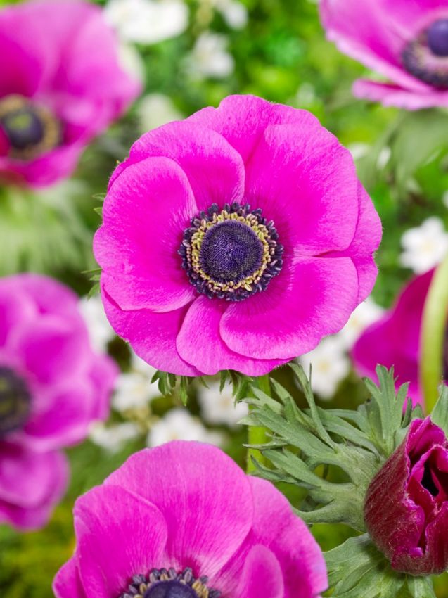 Anemone Sylphide coronaria