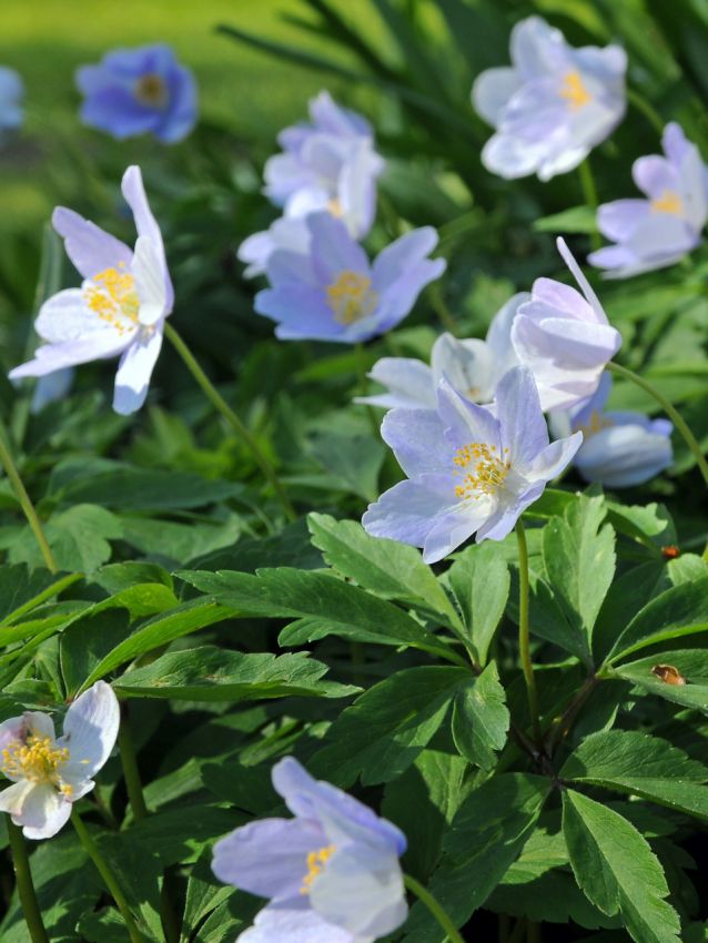 Anemonen Nemorosa robinsoniana
