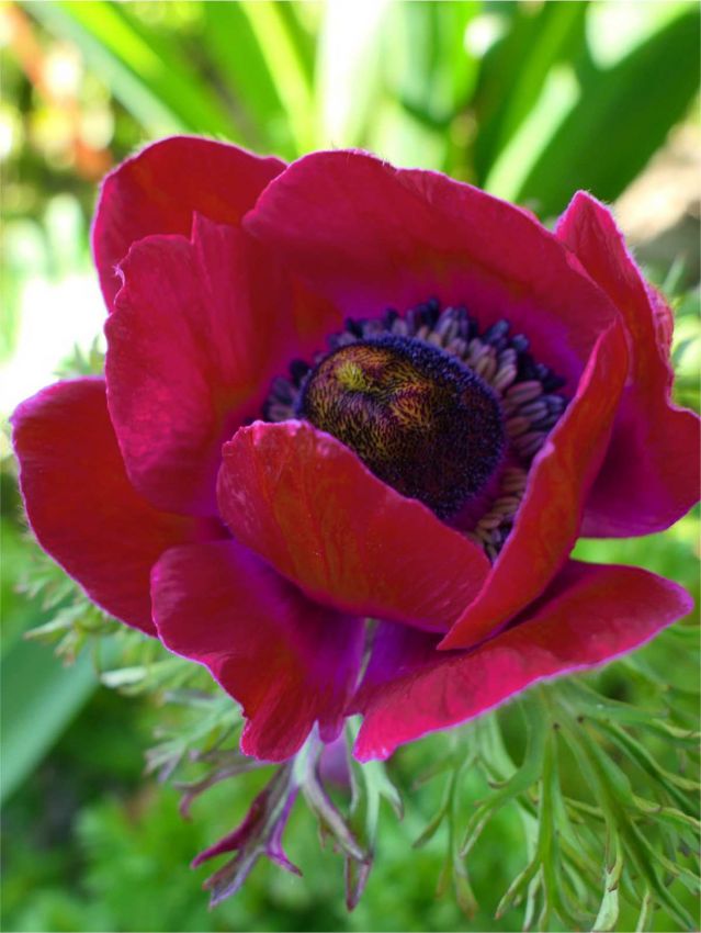 Anemone Mistral bordeaux