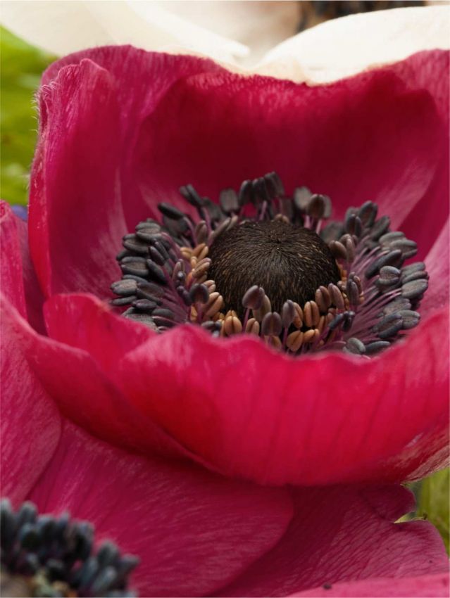 Anemone 'Mistral Bordeaux' - 12 Stück