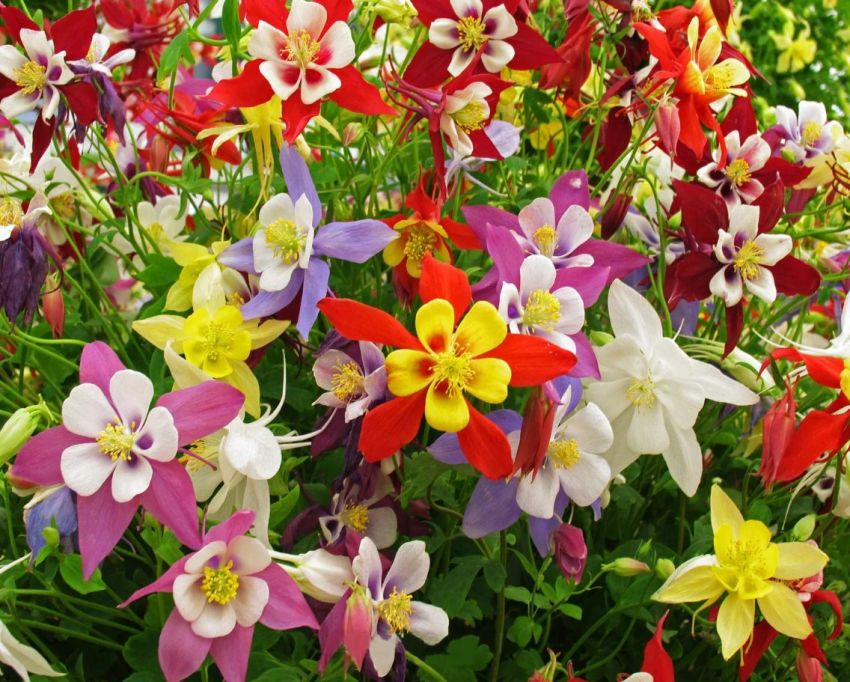 Aquilegia 'Mckana Hybrids' - Akeleie