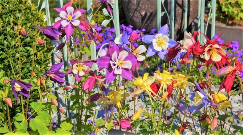 Aquilegia 'Mckana Hybrids' - Akeleie