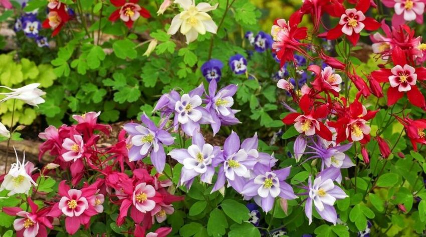 Aquilegia 'Mckana Hybrids' - Akeleie