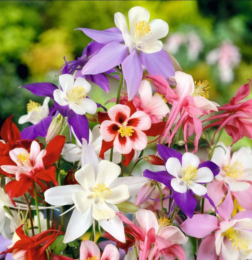 Aquilegia 'Mckana Hybrids' - Akeleie