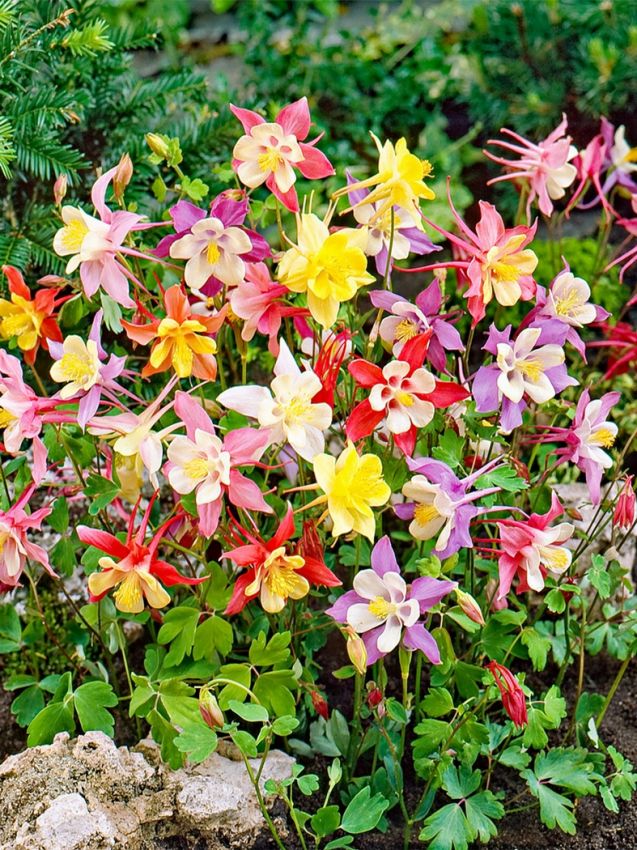 Aquilegia 'Mckana Hybrids' - Akeleie