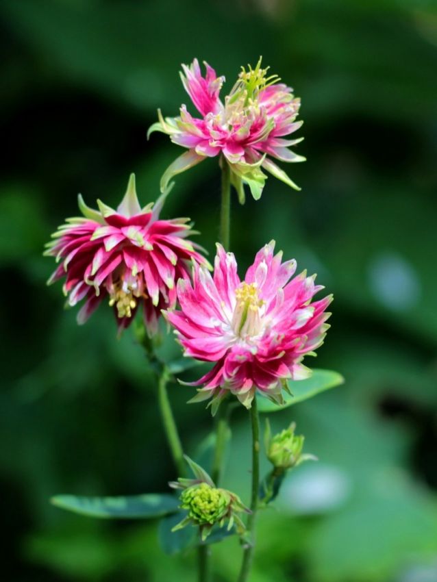 Aquilegia 'Nora Barlow' - Akeleie