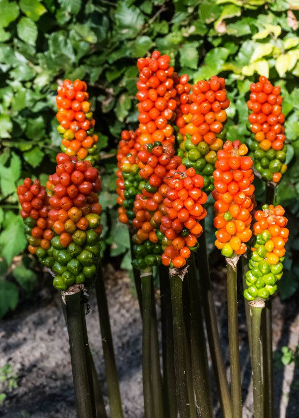Sonstige Arum italicum