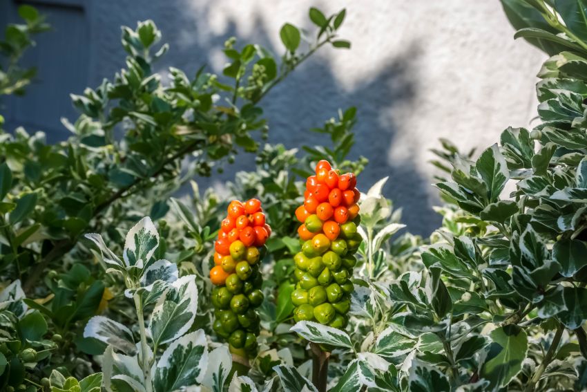 Arum italicum