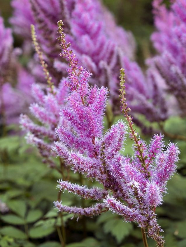 Astilbe chinensis 'Black Pearls' - Prachtspiere