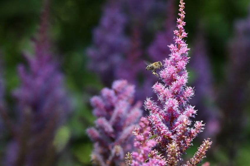 Astilbe chinensis 'Black Pearls' - Prachtspiere
