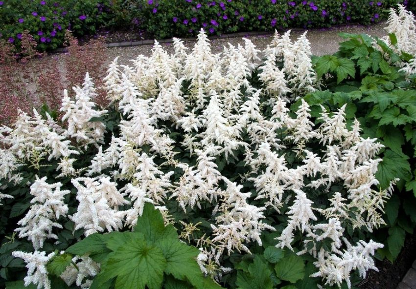 Astilbe 'Deutschland Japonica' - Prachtspiere