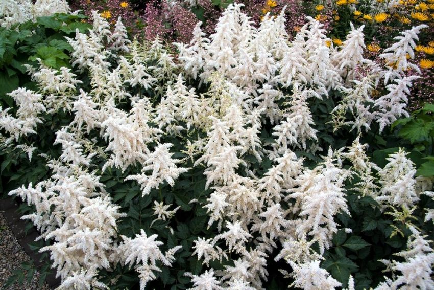 Astilbe 'Deutschland Japonica' - Prachtspiere