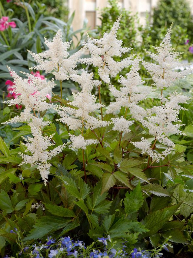Prachtspiere Astilbe deutschland japonica