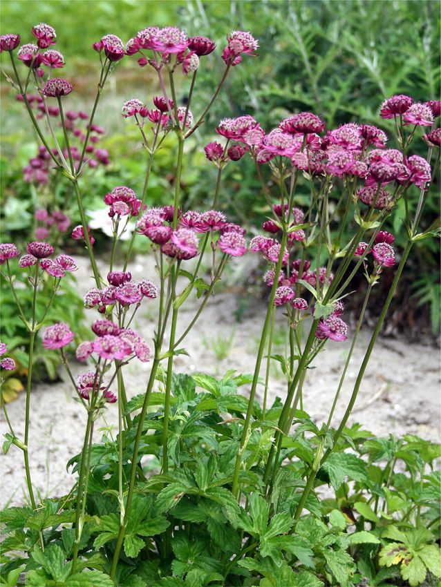 Astrantia 'Major Primadonna'