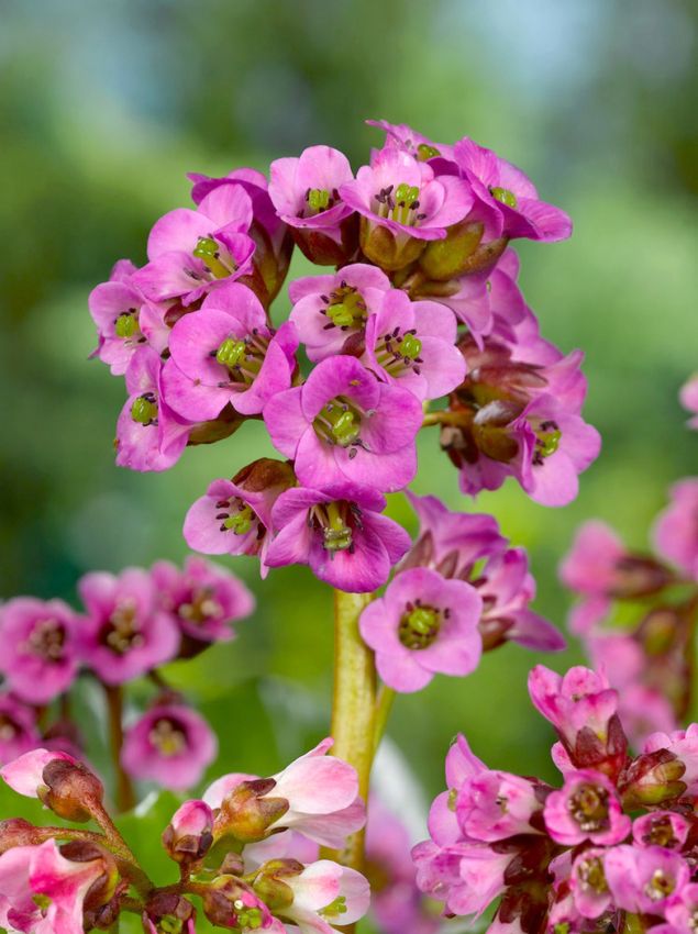 Stauden Bergenia cordifolia purpurea