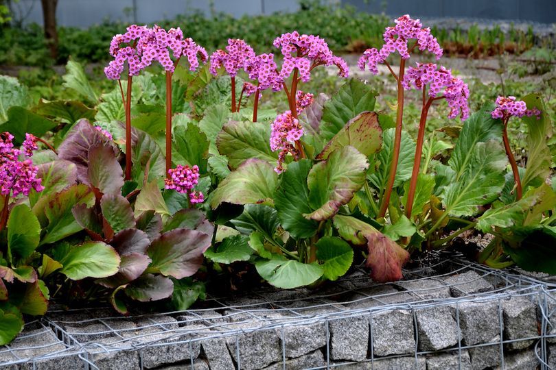 Bergenia 'Cordifolia Purpurea'