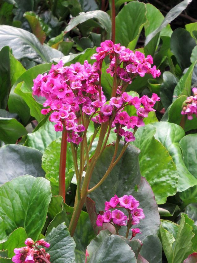 Bergenia 'Cordifolia Purpurea'