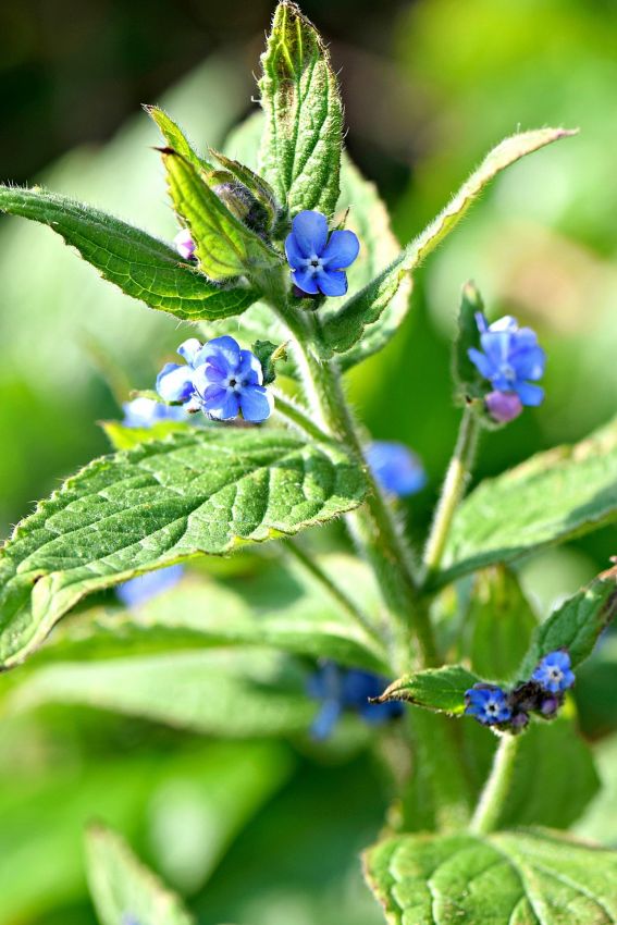 Brunnera Macrophylla
