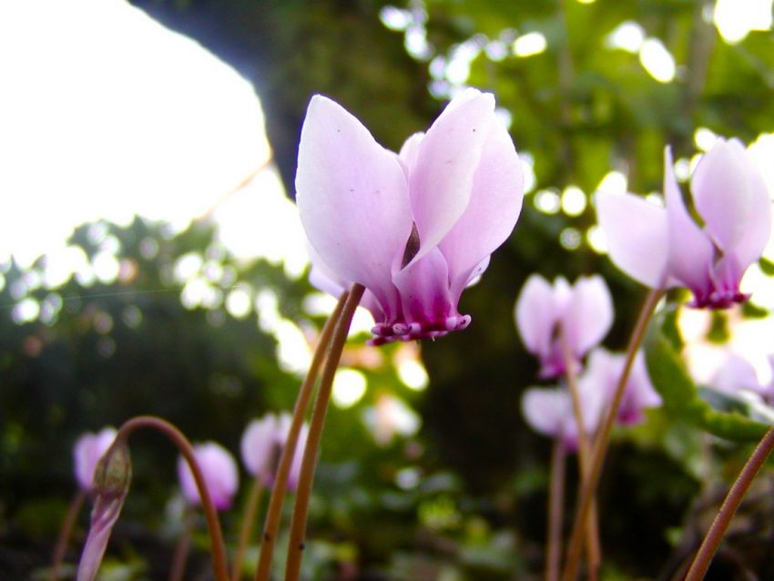 Cyclamen 'Cyclamen Hederifolium' - Alpenveilche