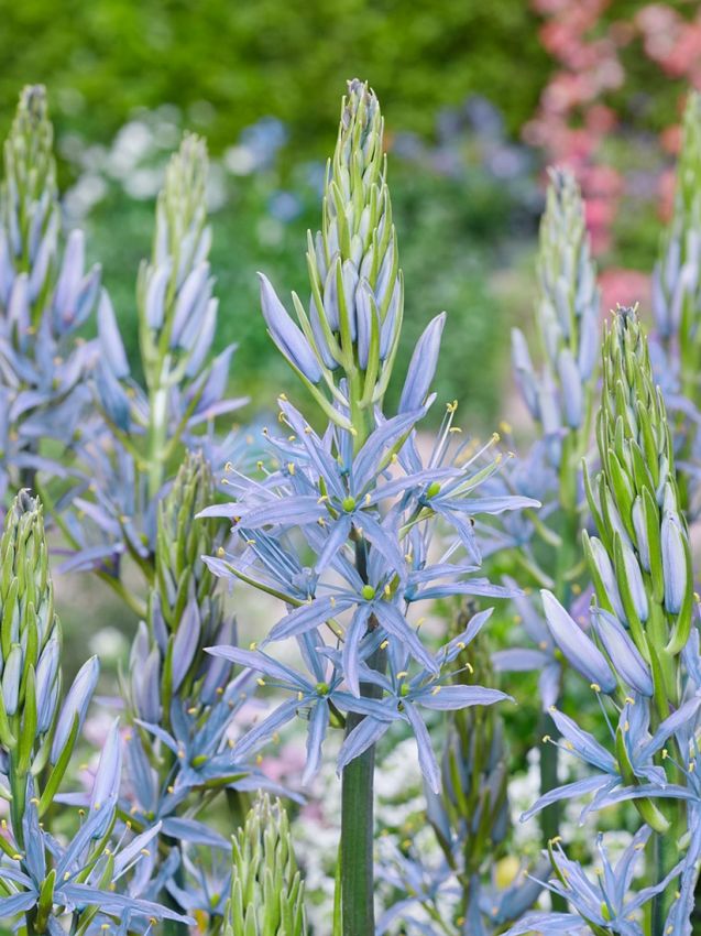 Prärielilien Camassia blue heaven leichtlinii