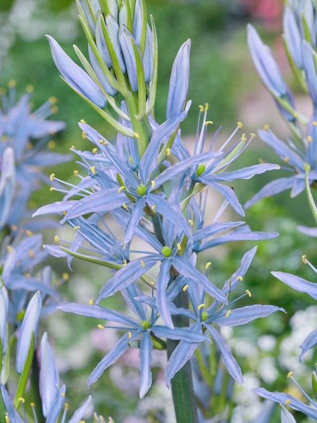 Camassia 'Blue Heaven Leichtlinii' - Prärielilie