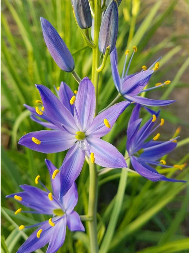 Prärielilien Camassia orion quamash