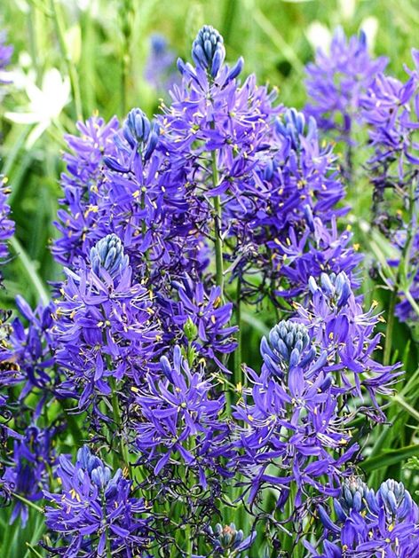 Prärielilien Camassia esculenta quamash