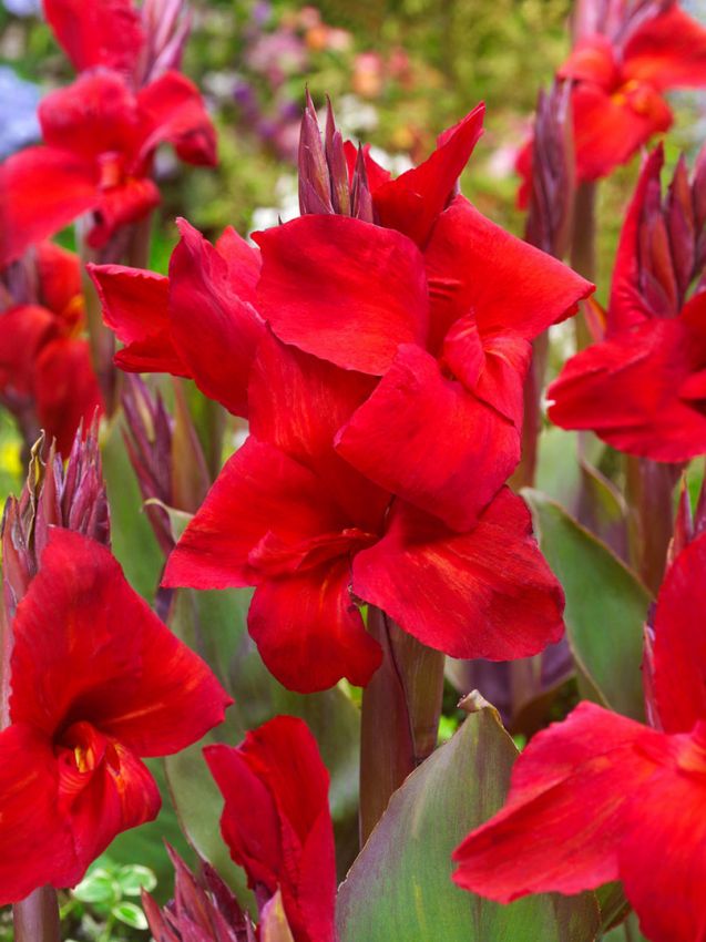 Canna Canna black knight