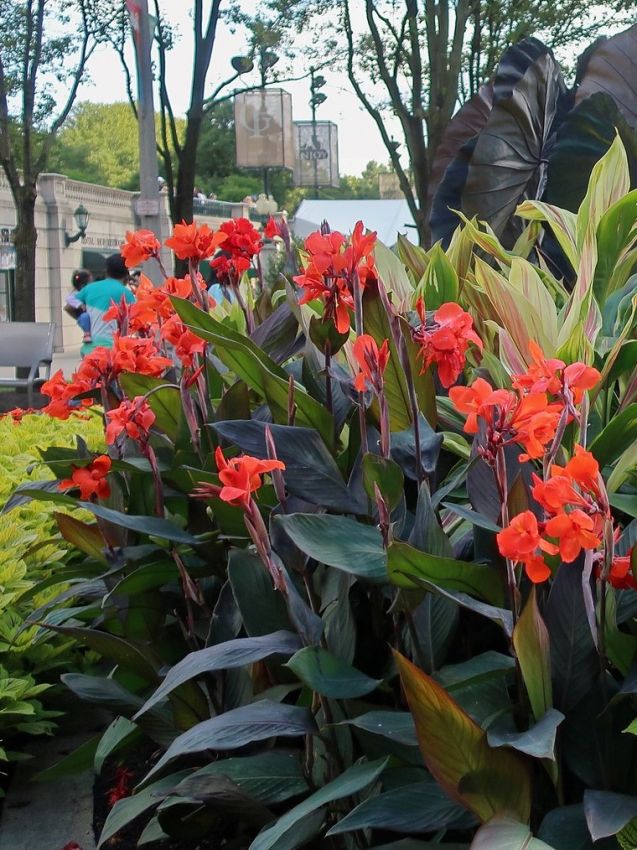 Canna 'Black Knight'
