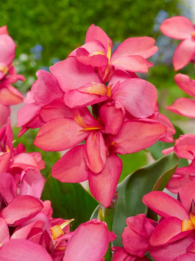 Canna Canna china doll