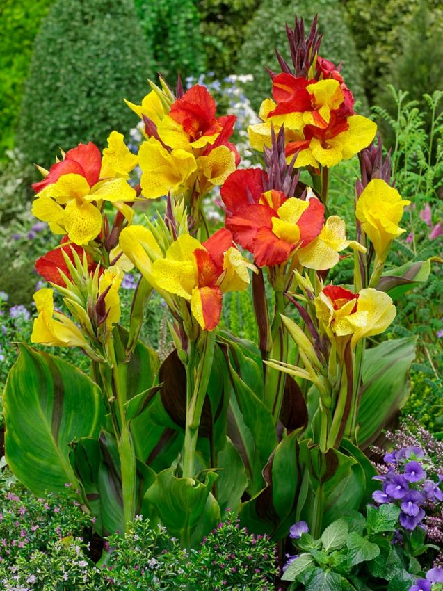 Canna 'Cleopatra'