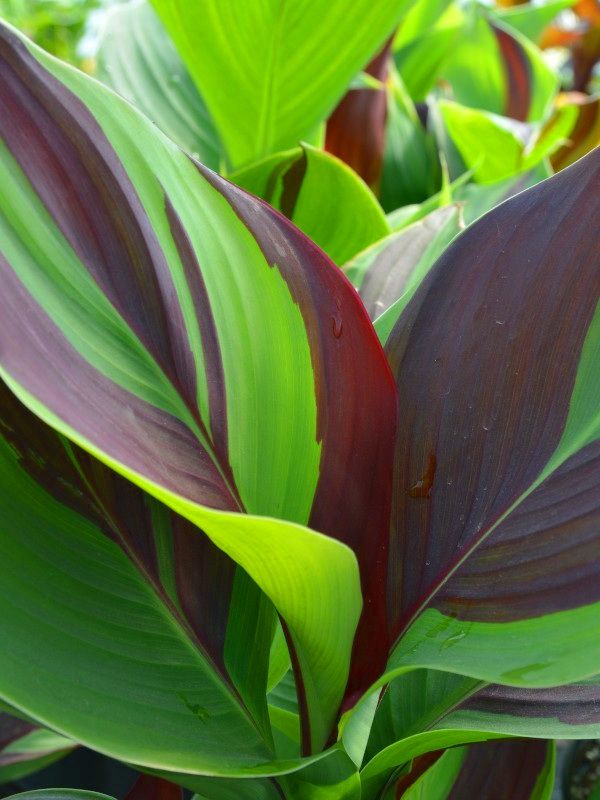 Canna 'Cleopatra'