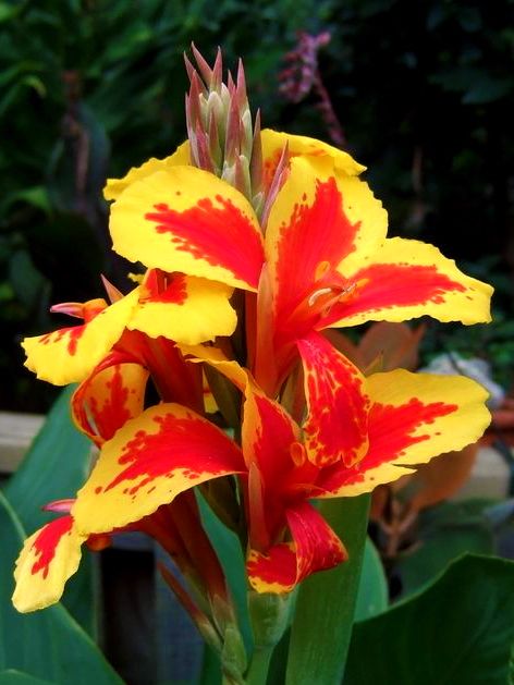 Canna Canna queen charlotte