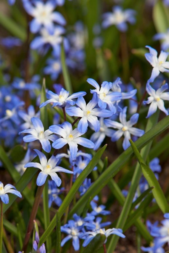Schneeglanz 'Forbesii' - 100 Stück