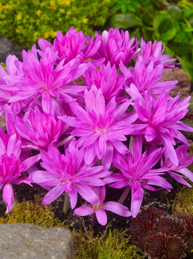 Herbstzeitlose Colchicum waterlily