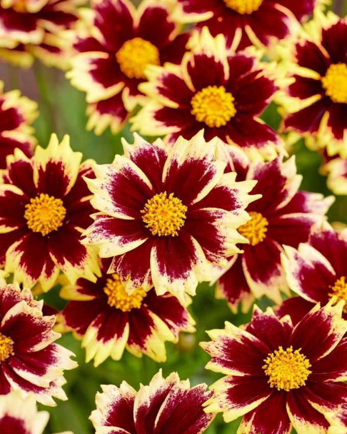 Coreopsis 'Solar Fancy' - Staude